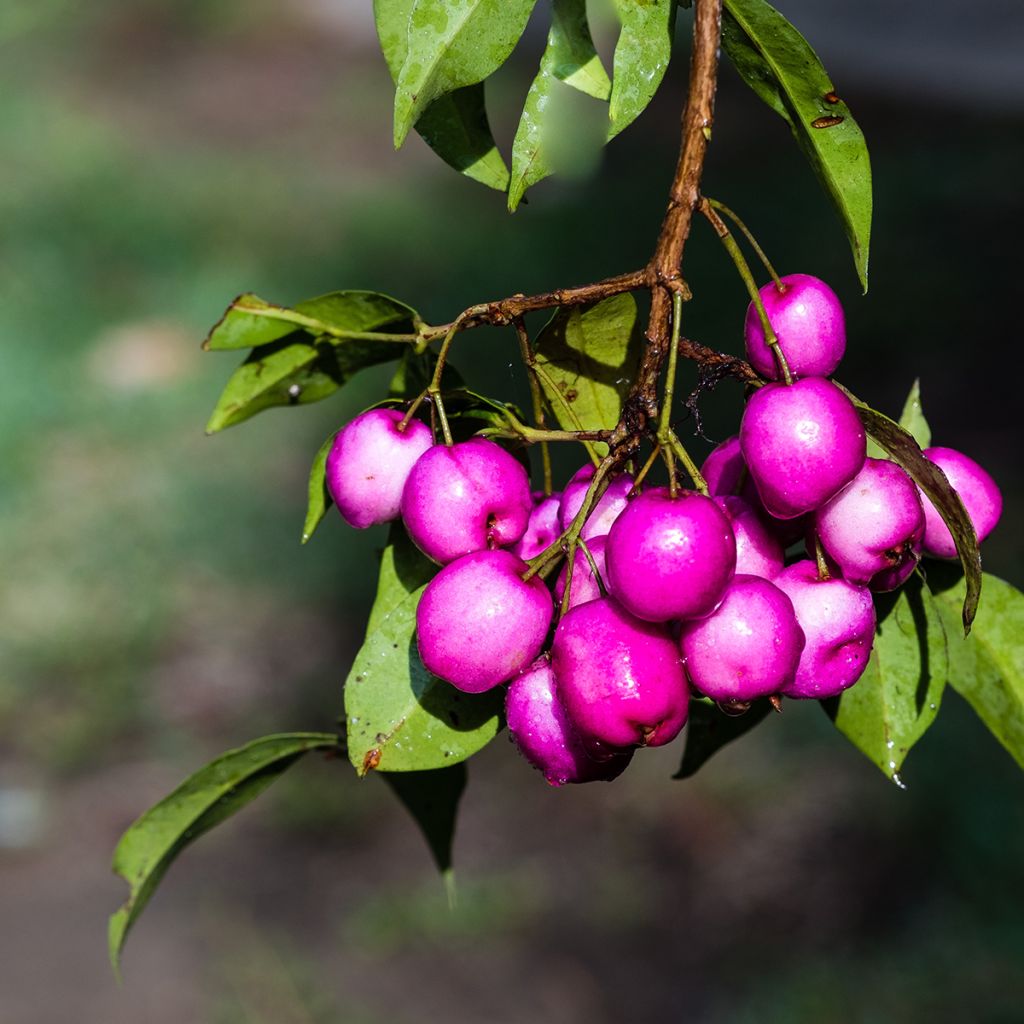 Eugenia uniflora Etna Fire - Pitanga