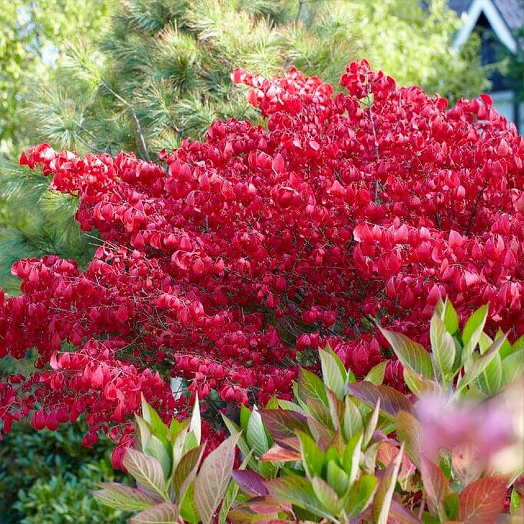 Evónimo alado enano 'Blade Runner' - Euonymus alatus Blade Runner