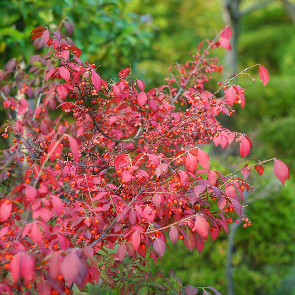 Euonymus alatus - Evónimo alado