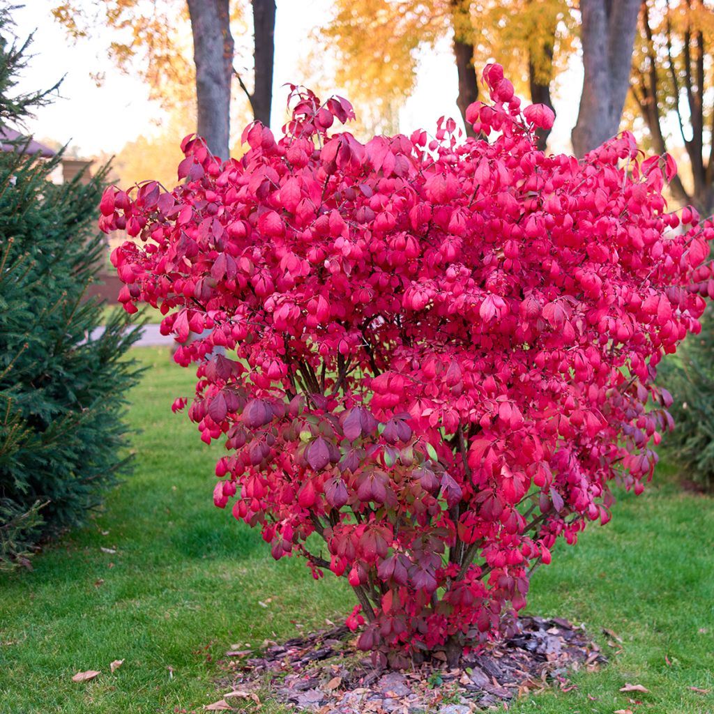 Euonymus alatus - Evónimo alado