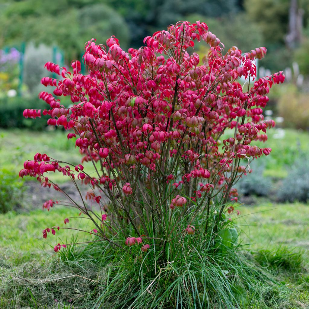 Euonymus alatus - Evónimo alado