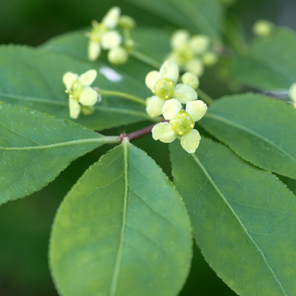 Euonymus alatus - Evónimo alado