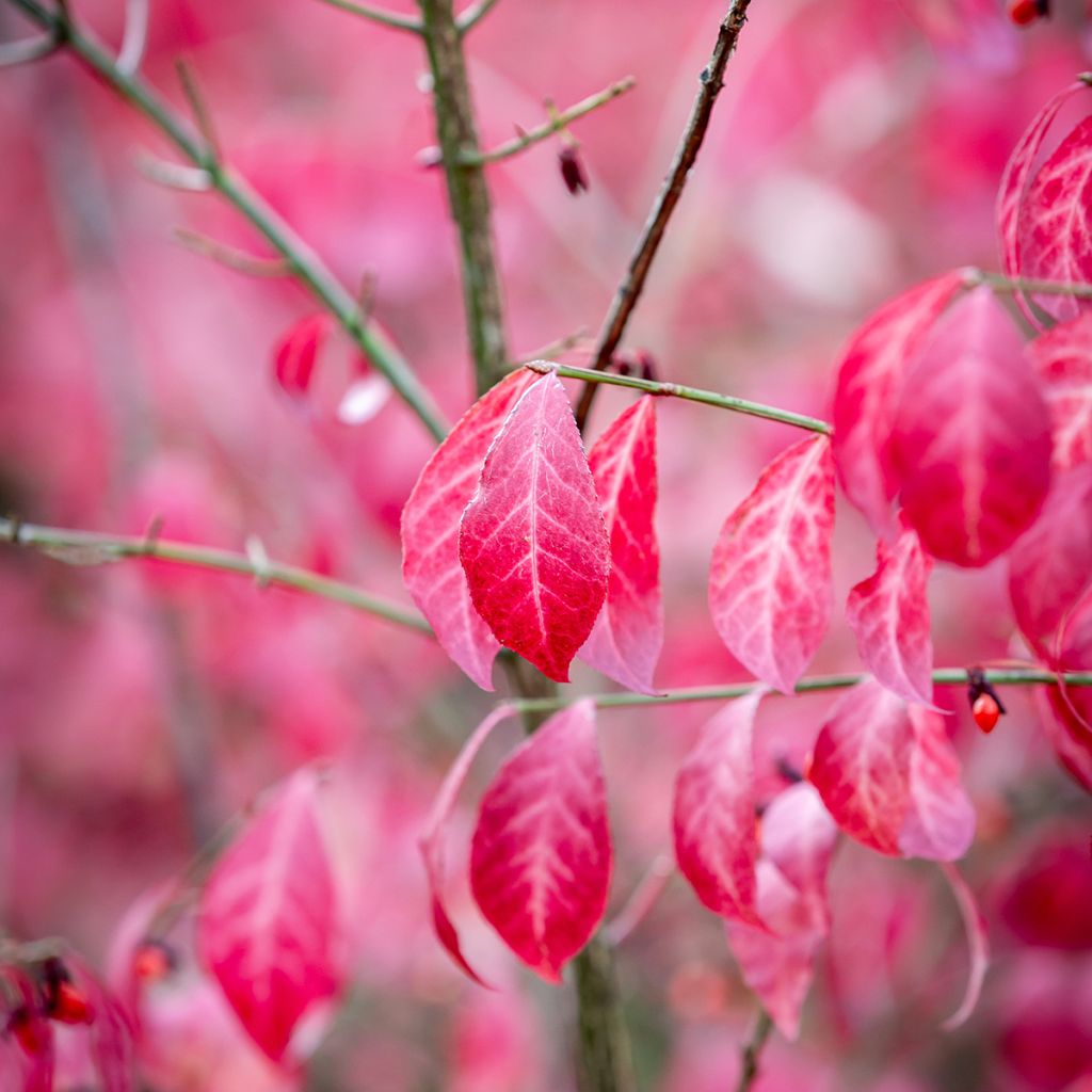 Euonymus alatus - Evónimo alado