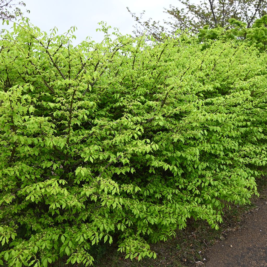 Euonymus alatus - Evónimo alado