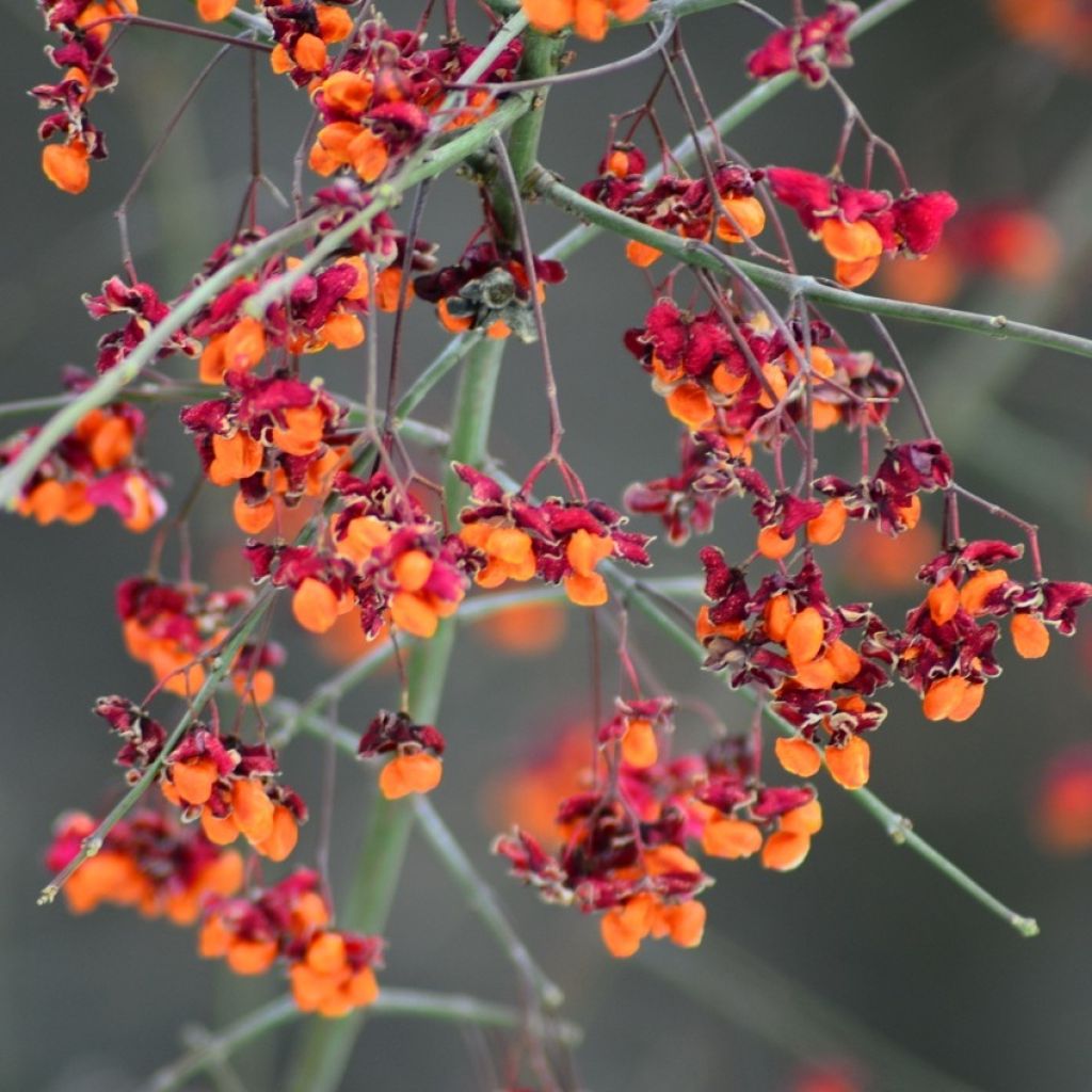 Euonymus europaeus - Boj