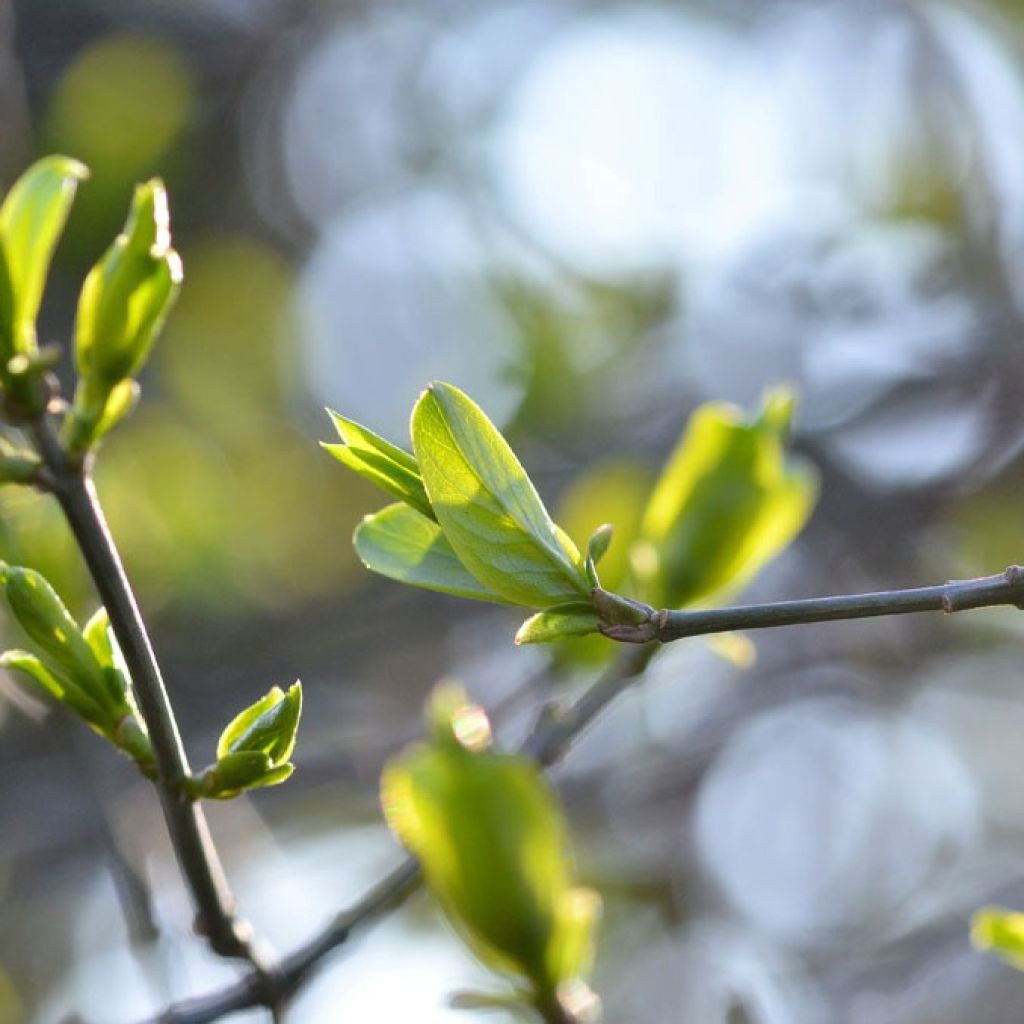 Euonymus europaeus - Boj
