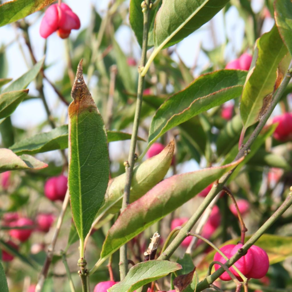 Euonymus europaeus - Boj