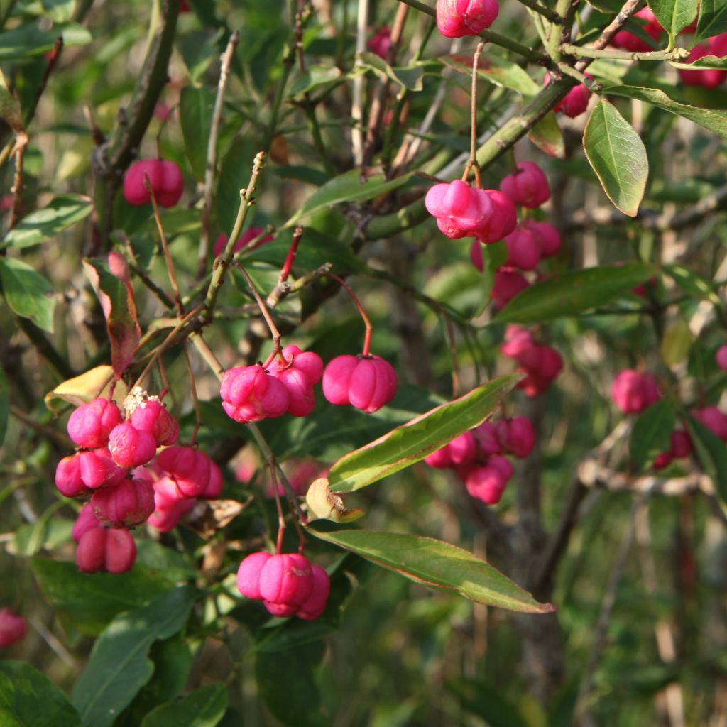 Euonymus europaeus - Boj