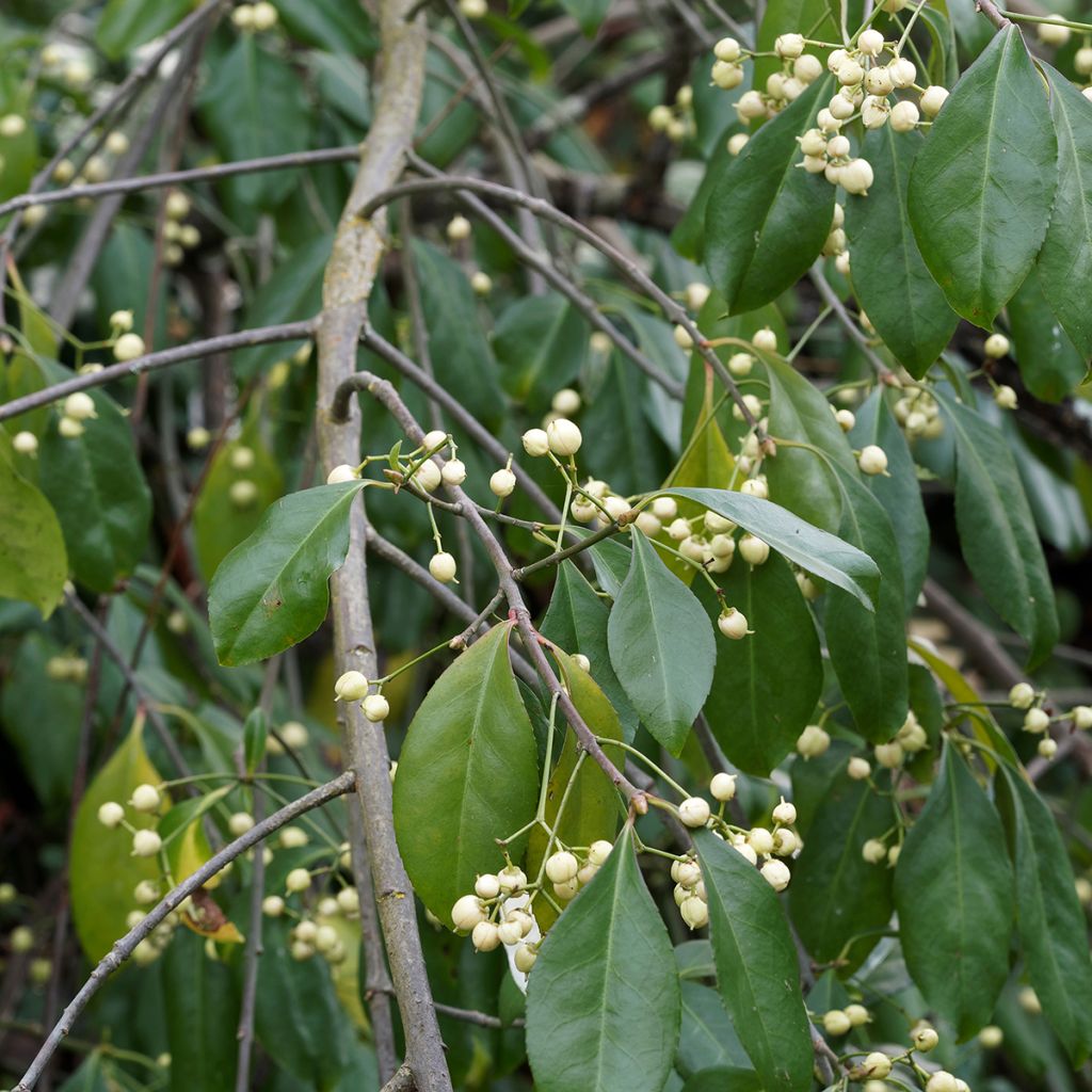 Euonymus europaeus Albus - Boj