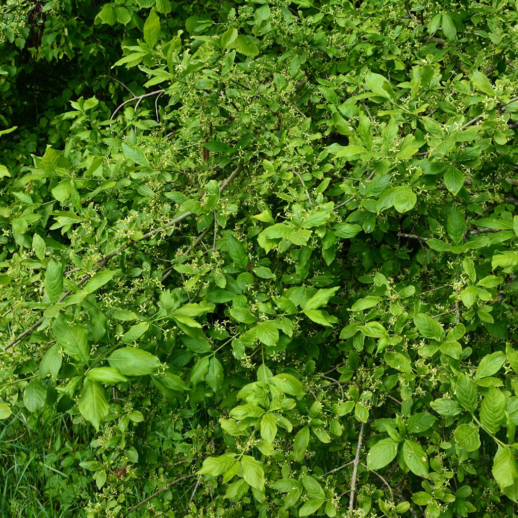 Euonymus europaeus Albus - Boj