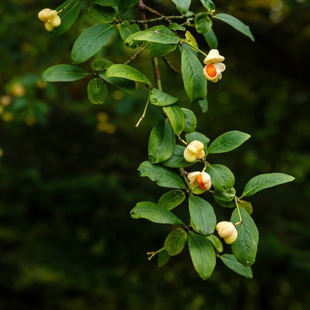 Euonymus europaeus Albus - Boj