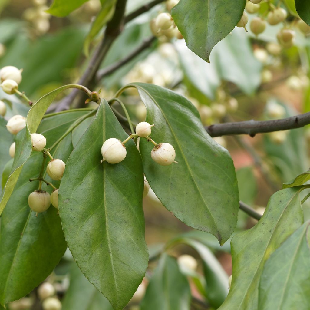 Euonymus europaeus Albus - Boj