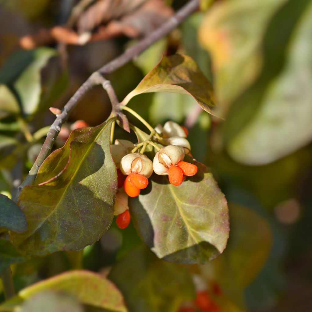 Euonymus europaeus Albus - Boj