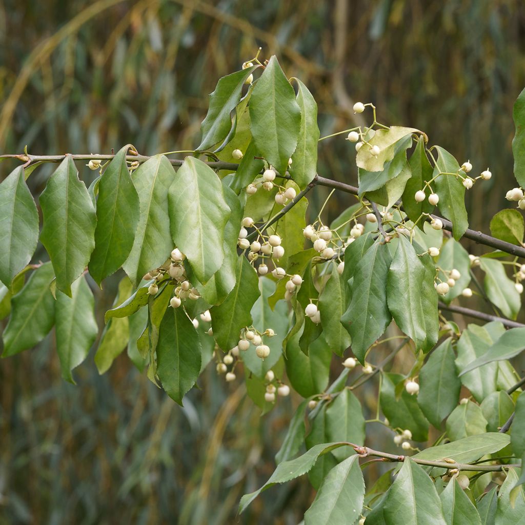 Euonymus europaeus Albus - Boj