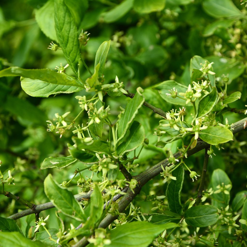 Euonymus europaeus Albus - Boj