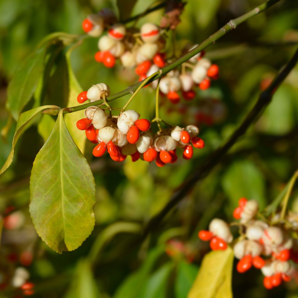 Euonymus europaeus Albus - Boj