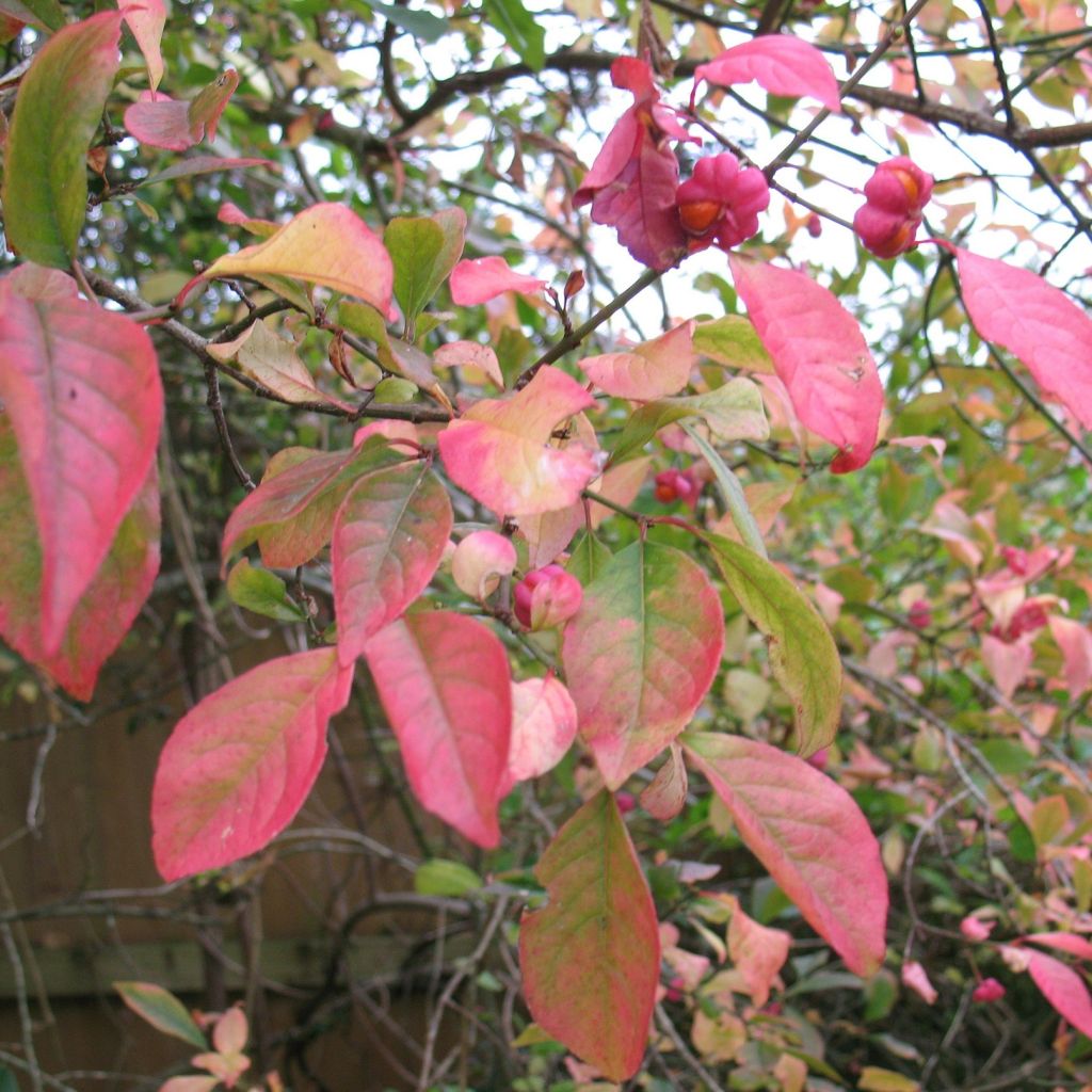 Euonymus europaeus Red Cascade - Boj
