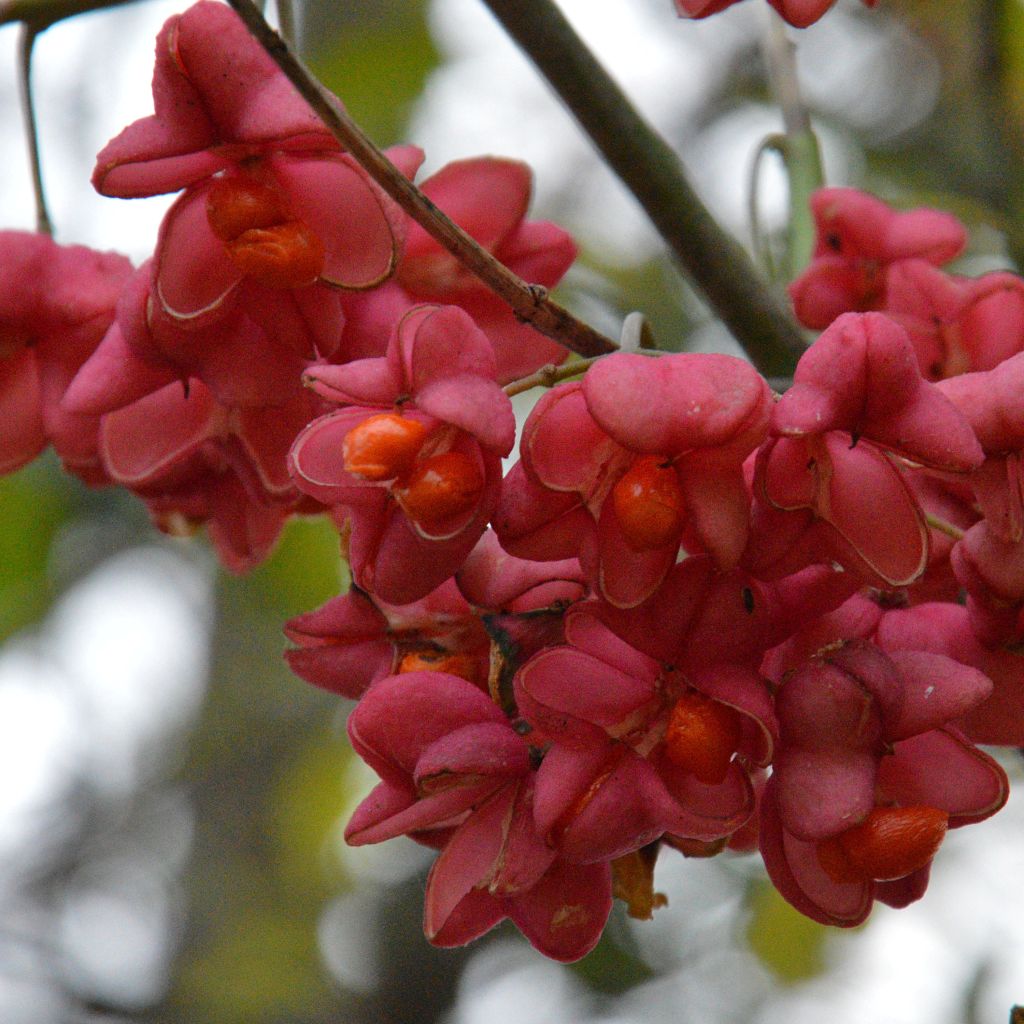 Euonymus europaeus Red Cascade - Boj