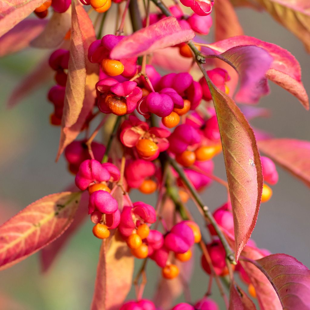 Euonymus europaeus Red Cascade - Boj