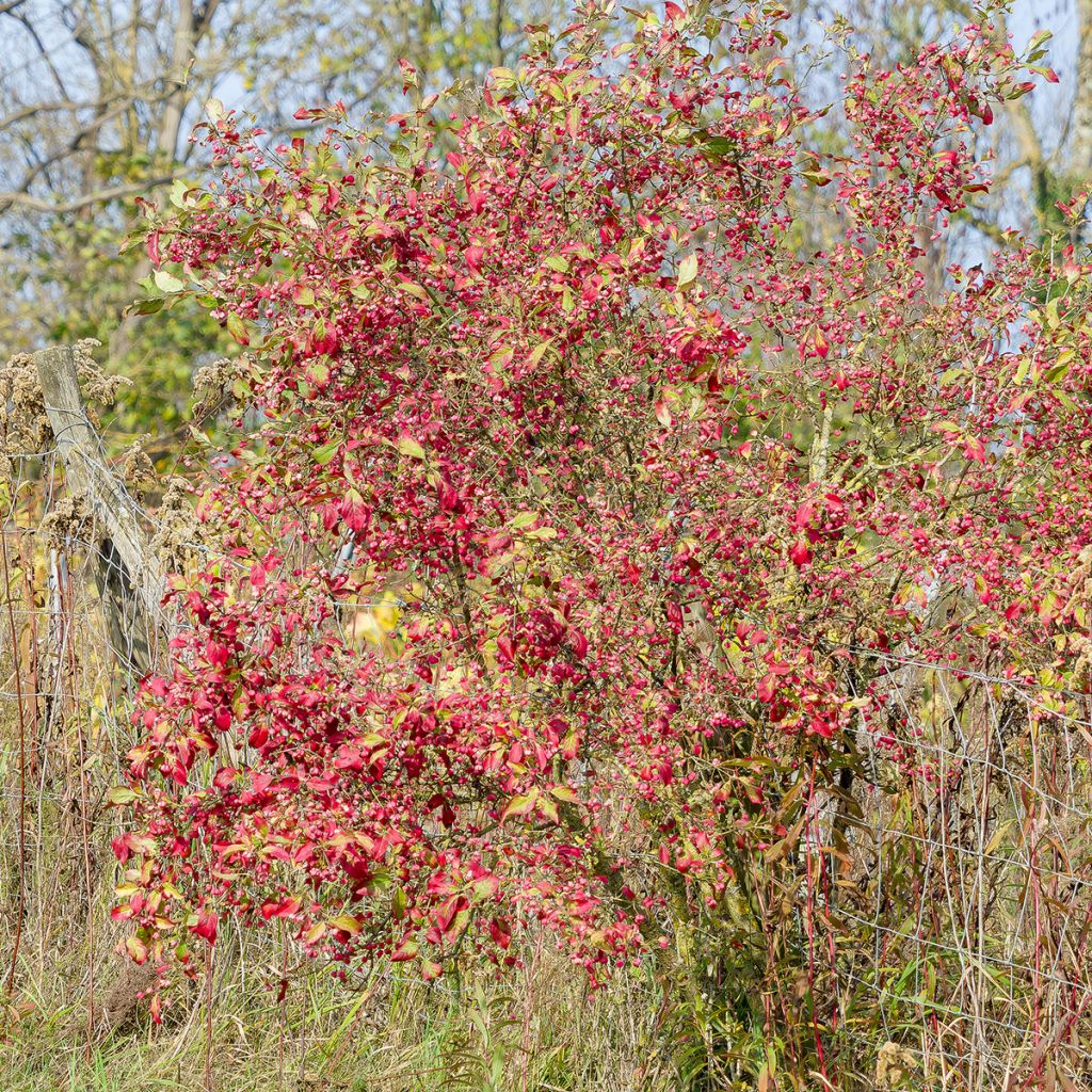 Euonymus europaeus Red Cascade - Boj