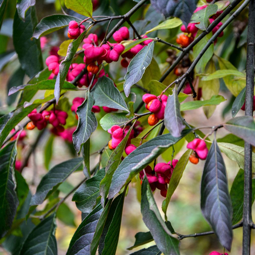 Euonymus europaeus Red Cascade - Boj