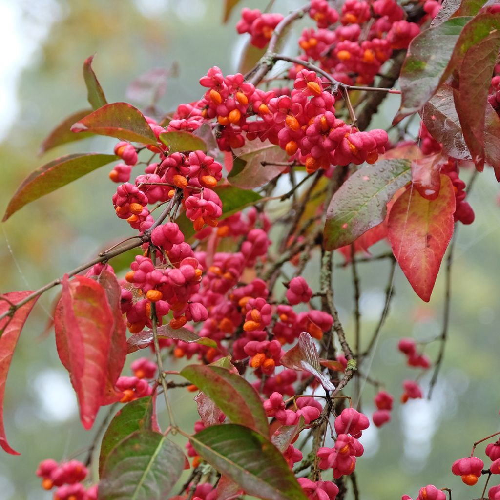 Euonymus europaeus Red Cascade - Boj