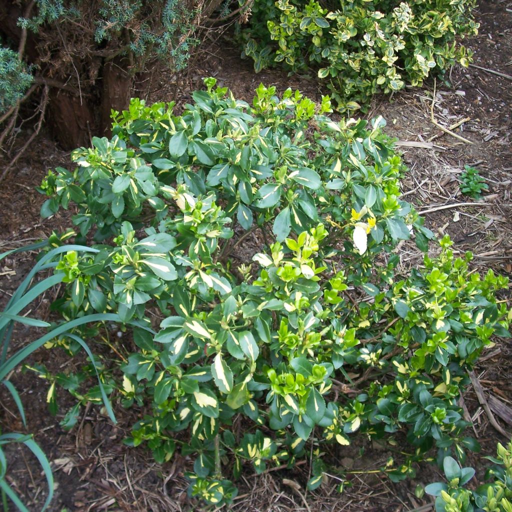 Huso de la fortuna Blondy - Euonymus fortunei