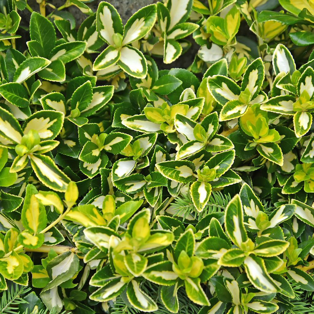 Huso de la fortuna Blondy - Euonymus fortunei