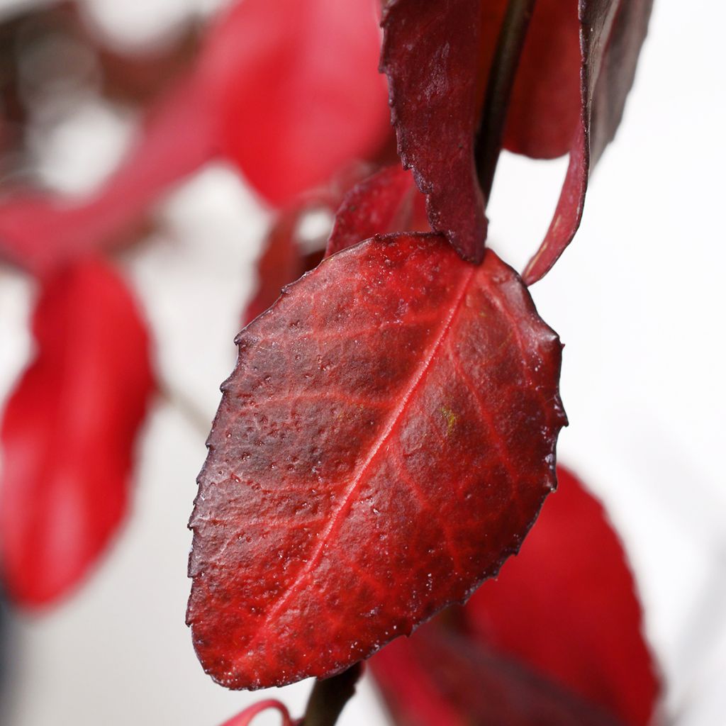 Huso de la fortuna Coloratus- Euonymus fortunei