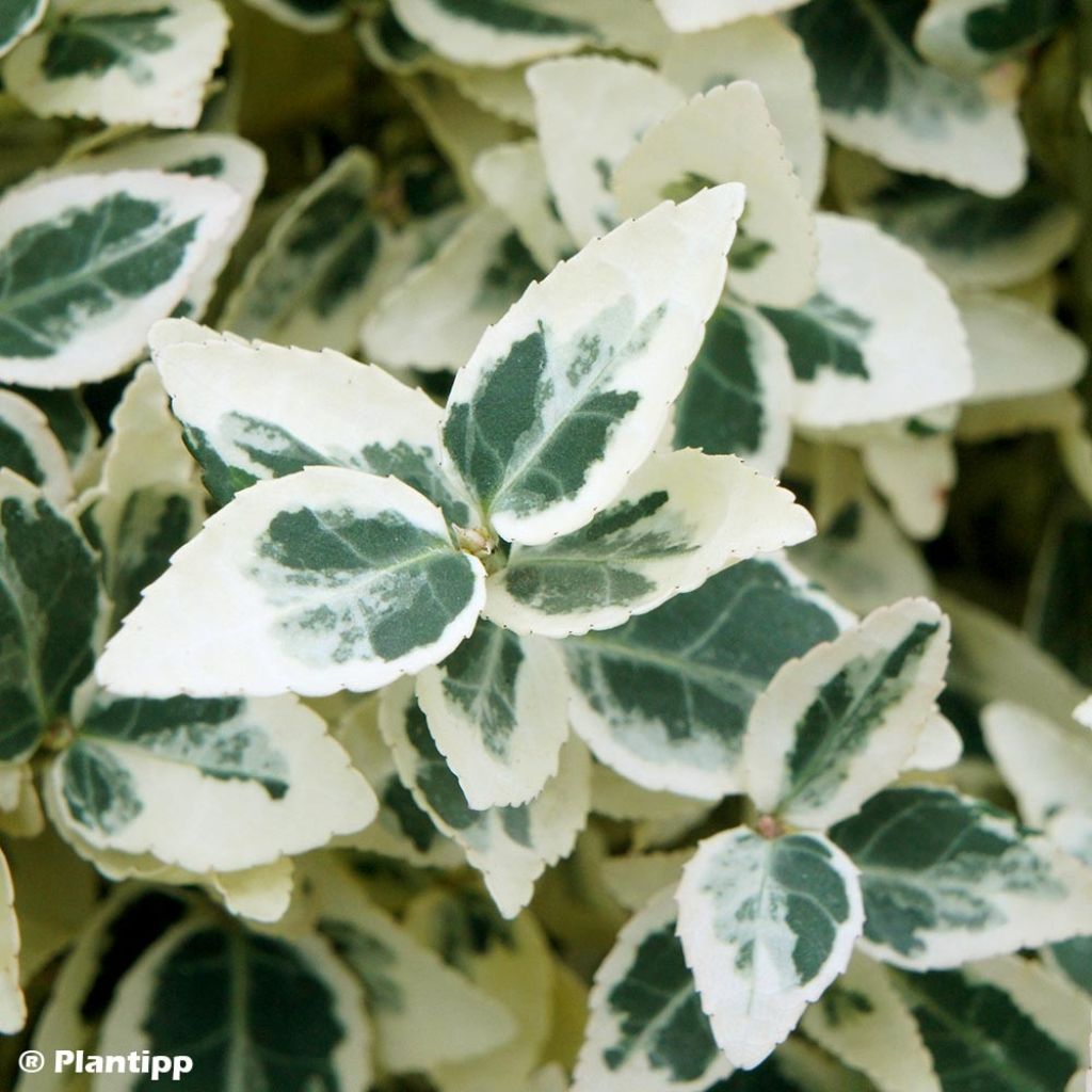 Huso de la fortuna Dan's Delight- Euonymus fortunei