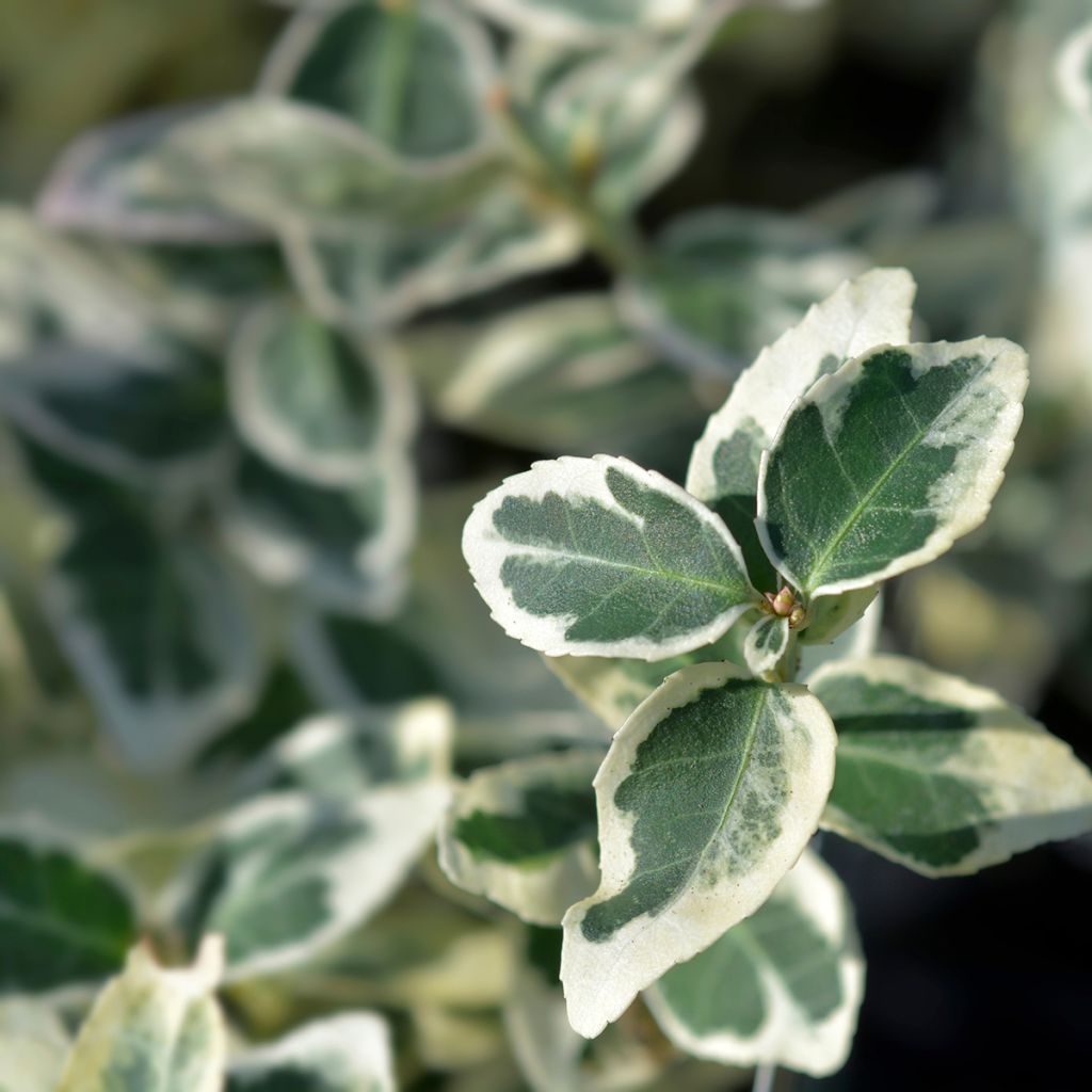 Huso de la fortuna Dan's Delight- Euonymus fortunei