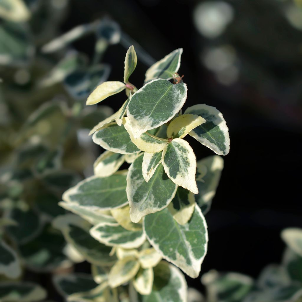 Huso de la fortuna Dan's Delight- Euonymus fortunei