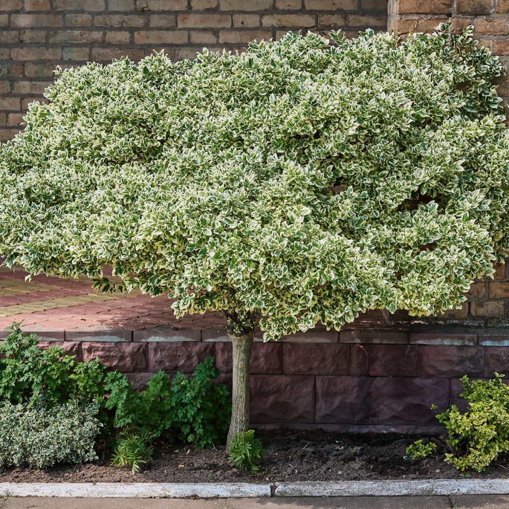 Huso de la fortuna Emerald Gaiety- Euonymus fortunei