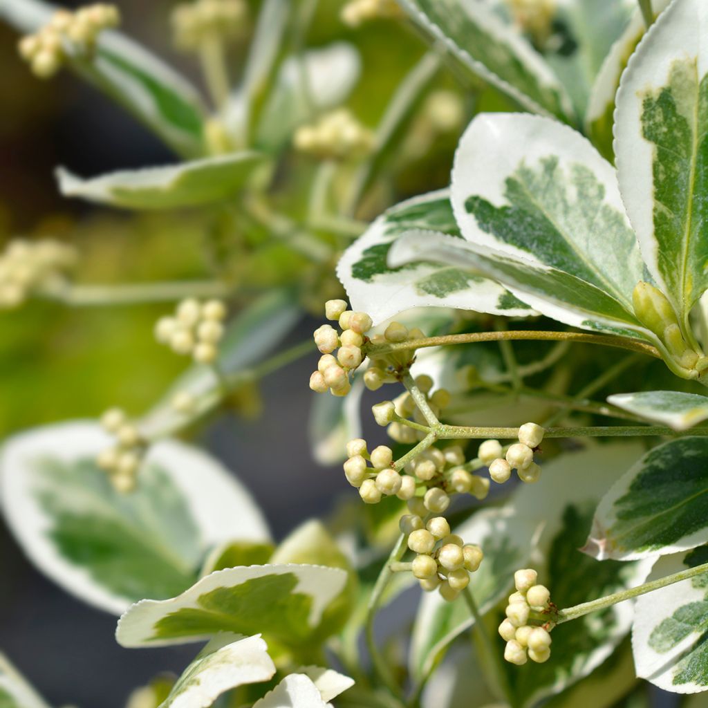 Huso de la fortuna Emerald Gaiety- Euonymus fortunei