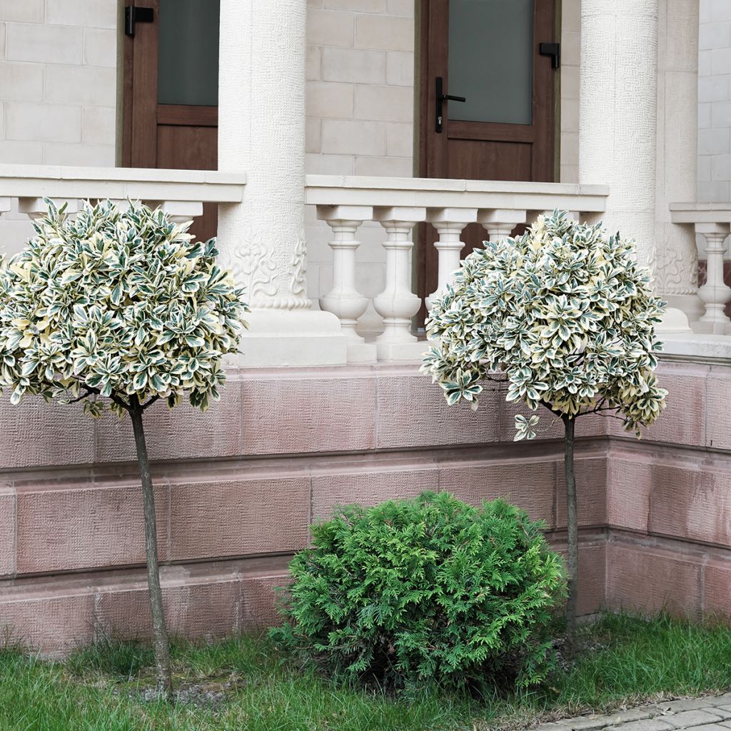 Huso de la fortuna Emerald Gaiety- Euonymus fortunei