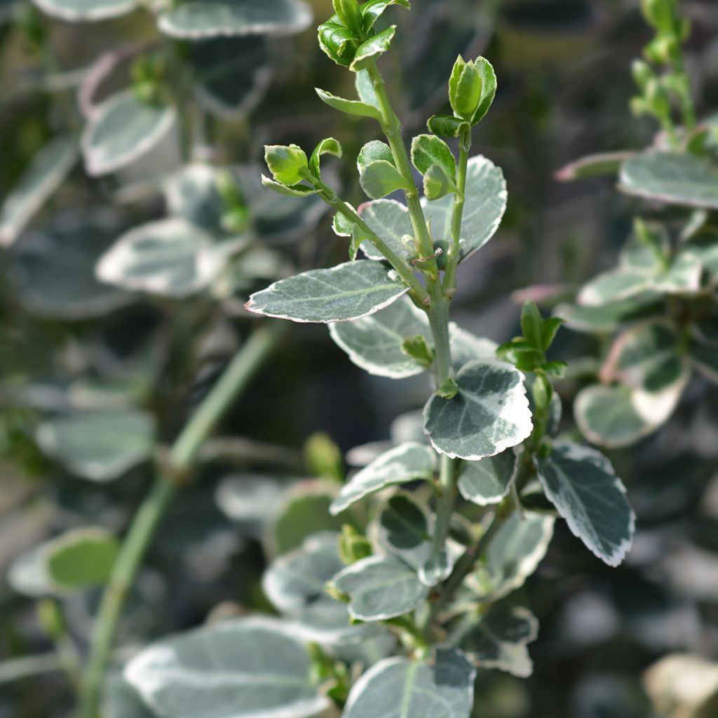 Huso de la fortuna Emerald Gaiety- Euonymus fortunei