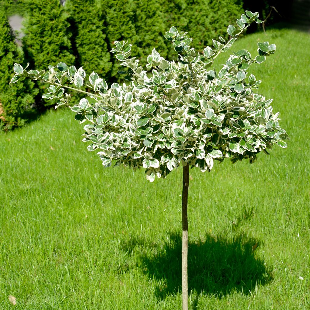 Huso de la fortuna Emerald Gaiety- Euonymus fortunei