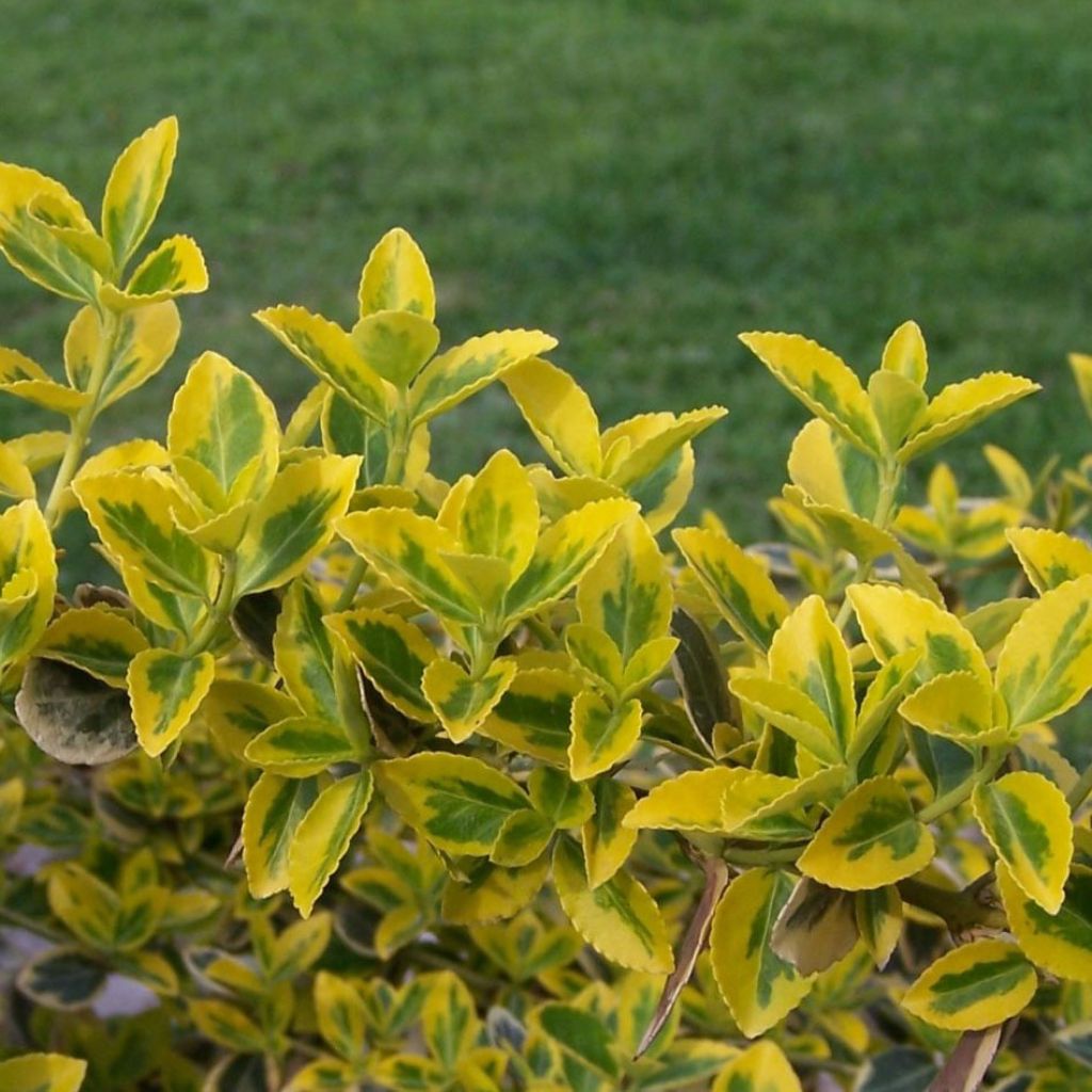 Huso de la fortuna Emerald 'n gold- Euonymus fortunei
