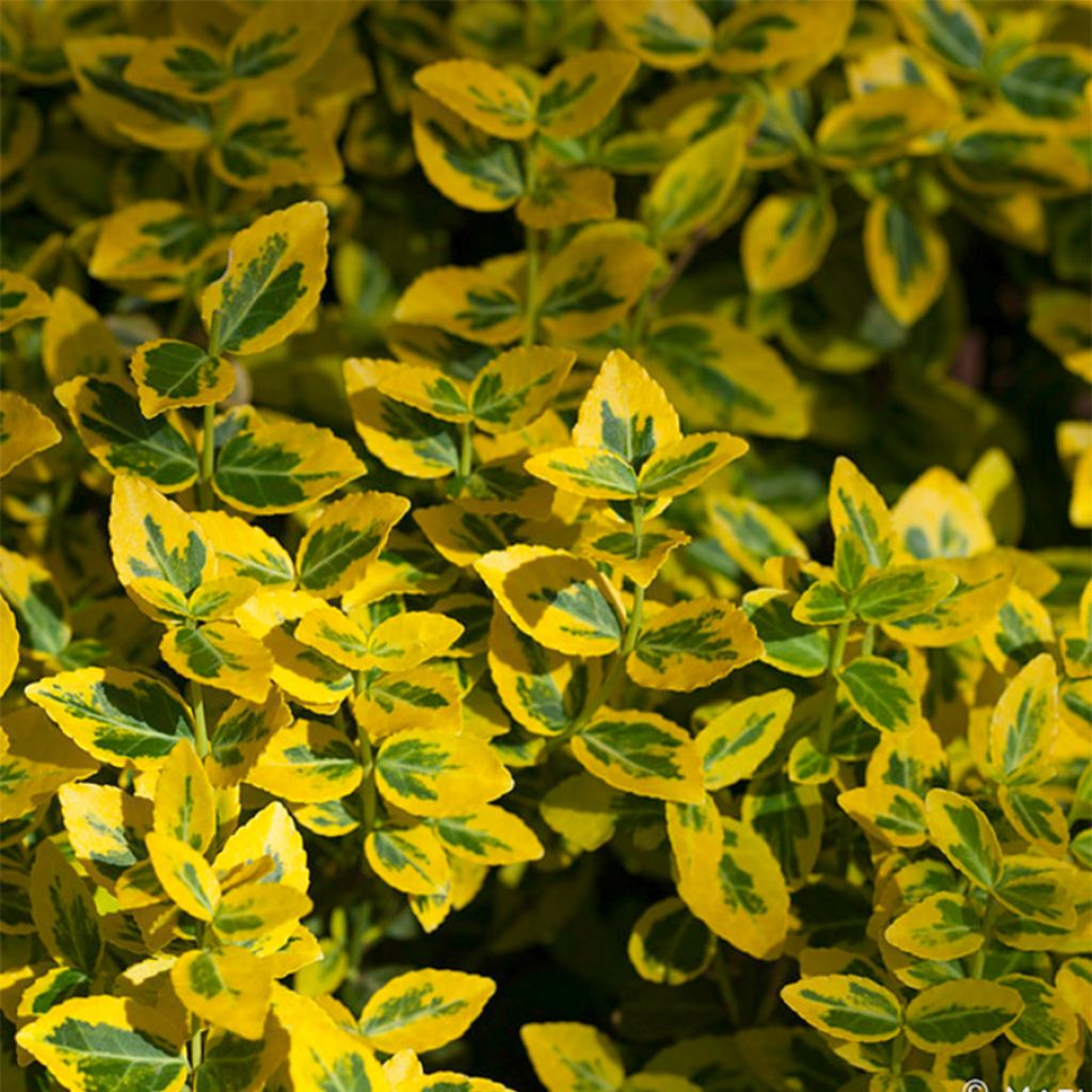 Huso de la fortuna Emerald 'n gold- Euonymus fortunei