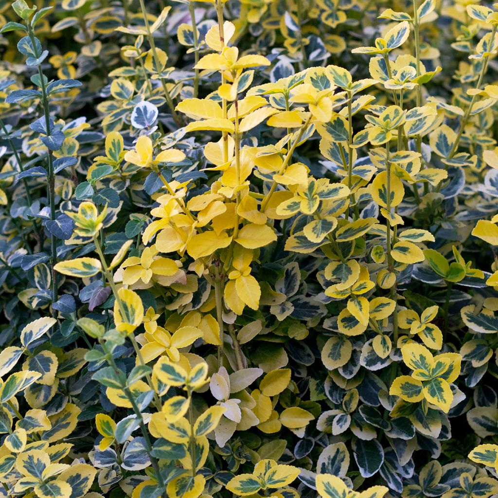 Huso de la fortuna Emerald 'n gold- Euonymus fortunei