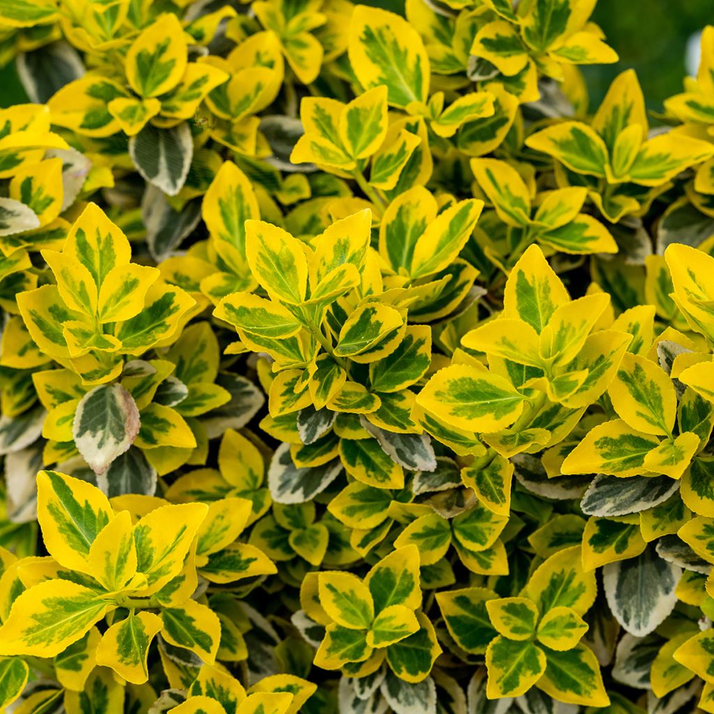 Huso de la fortuna Emerald 'n gold- Euonymus fortunei