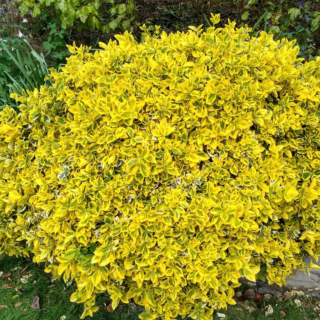 Huso de la fortuna Emerald 'n gold- Euonymus fortunei