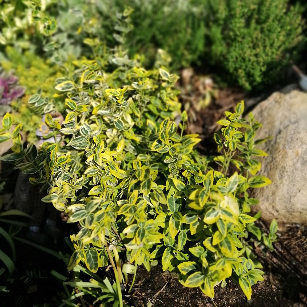 Huso de la fortuna Emerald 'n gold- Euonymus fortunei