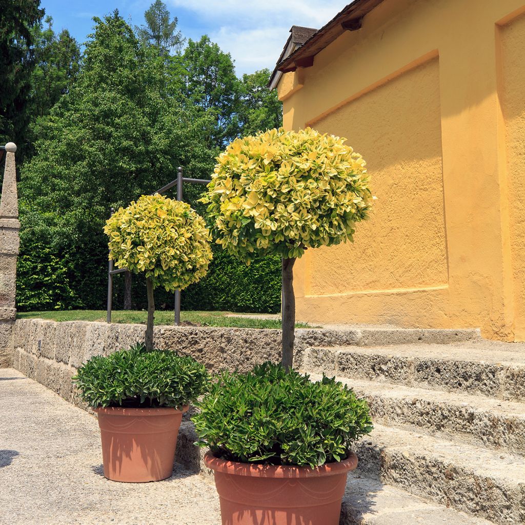 Huso de la fortuna Emerald 'n gold- Euonymus fortunei
