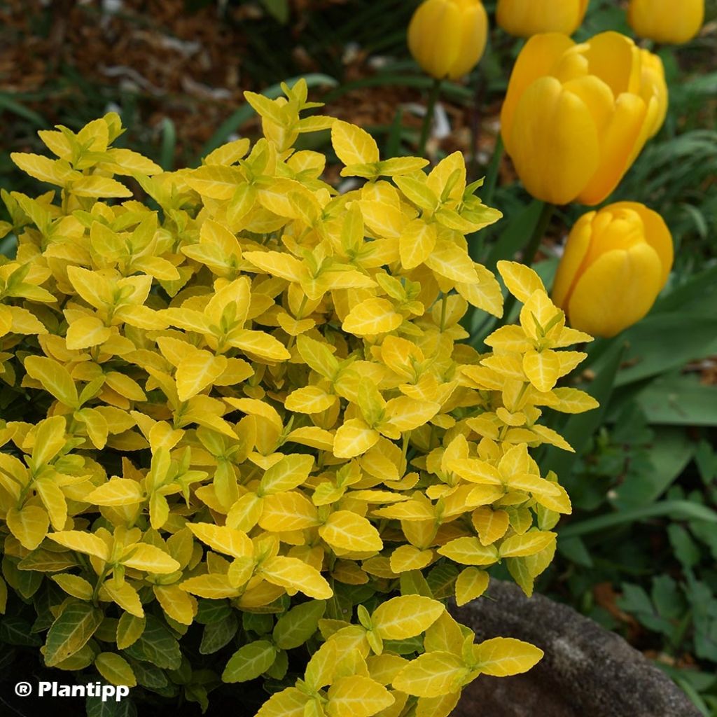 Huso de la fortuna Goldy- Euonymus fortunei