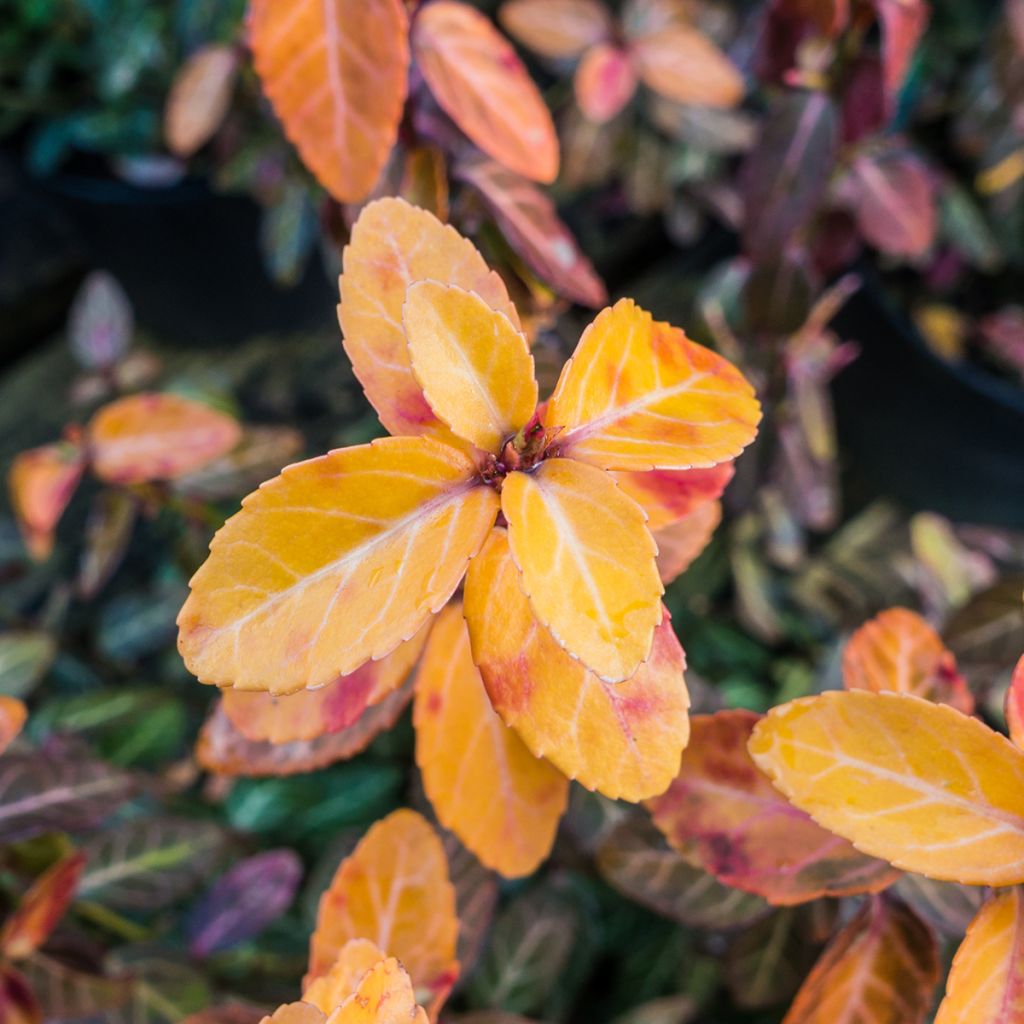 Huso de la fortuna Goldy- Euonymus fortunei