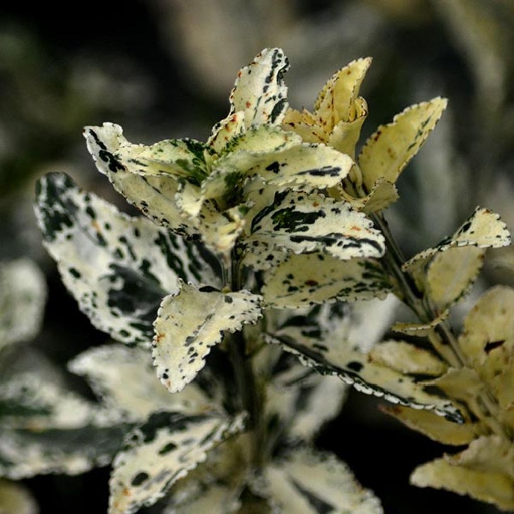Huso de la fortuna Harlequin- Euonymus fortunei