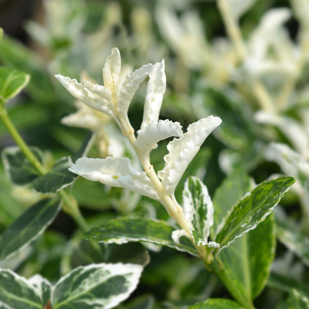 Huso de la fortuna Harlequin- Euonymus fortunei