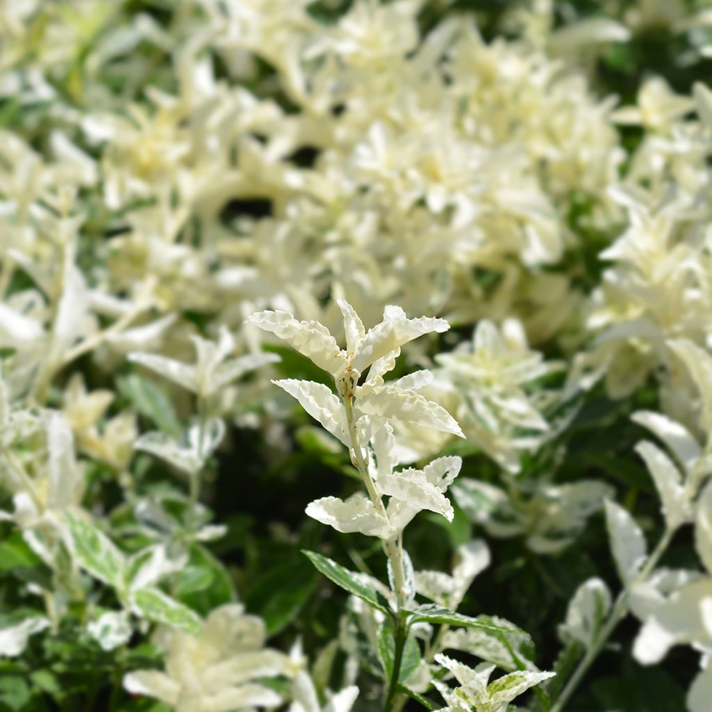 Huso de la fortuna Harlequin- Euonymus fortunei