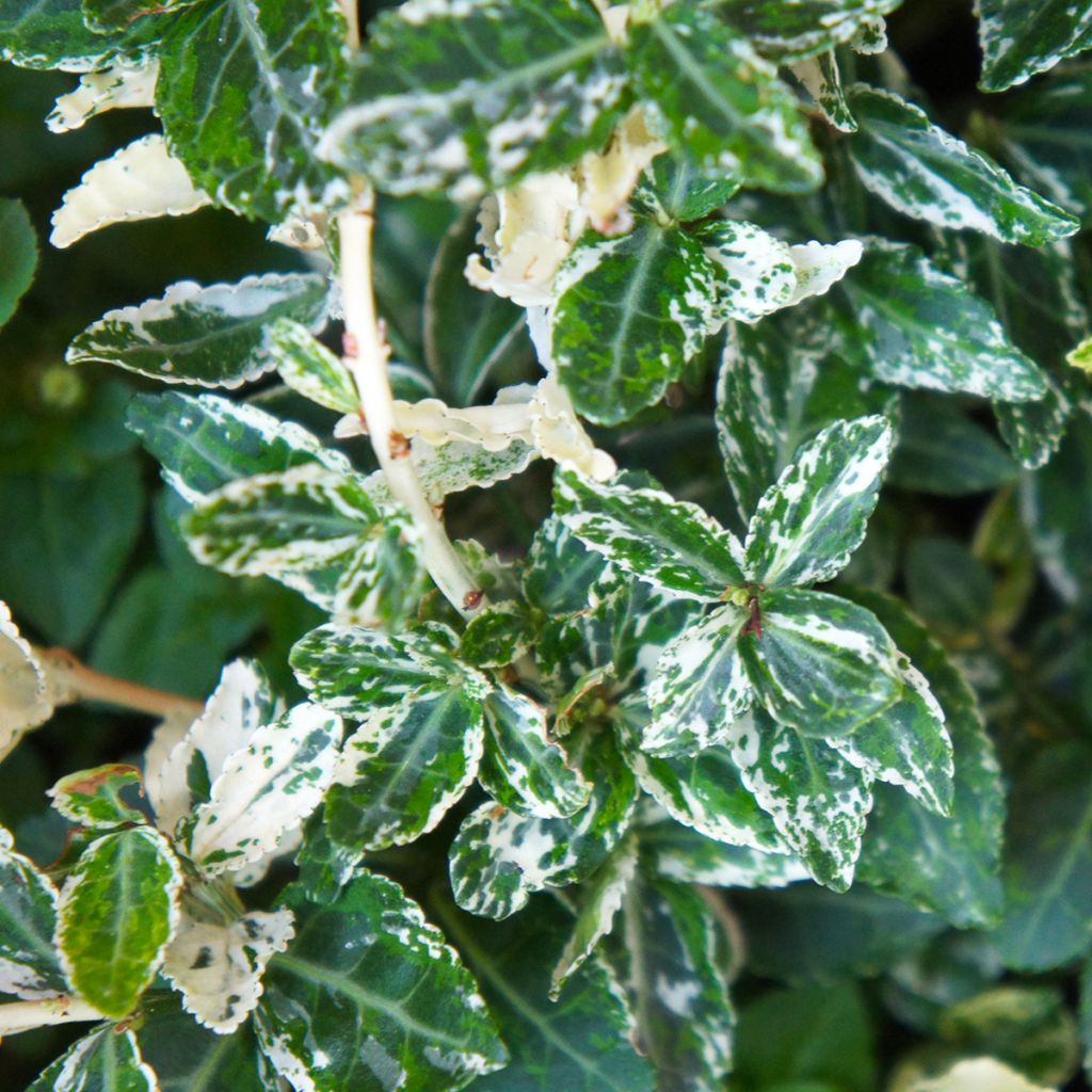 Huso de la fortuna Harlequin- Euonymus fortunei